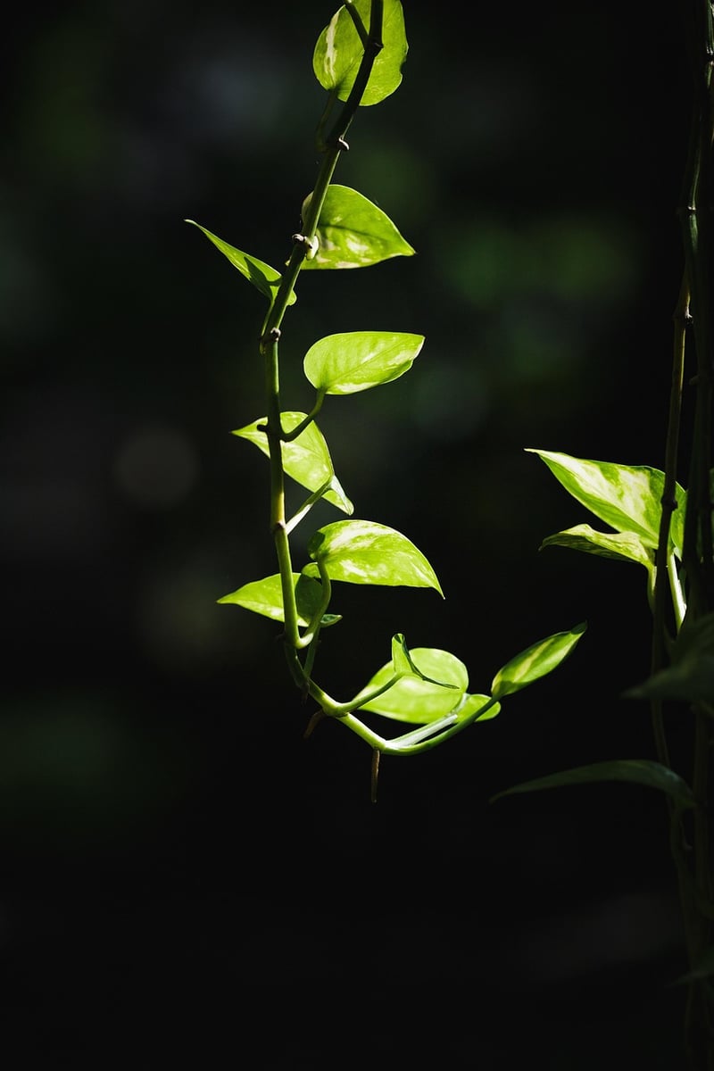 Pothos plant