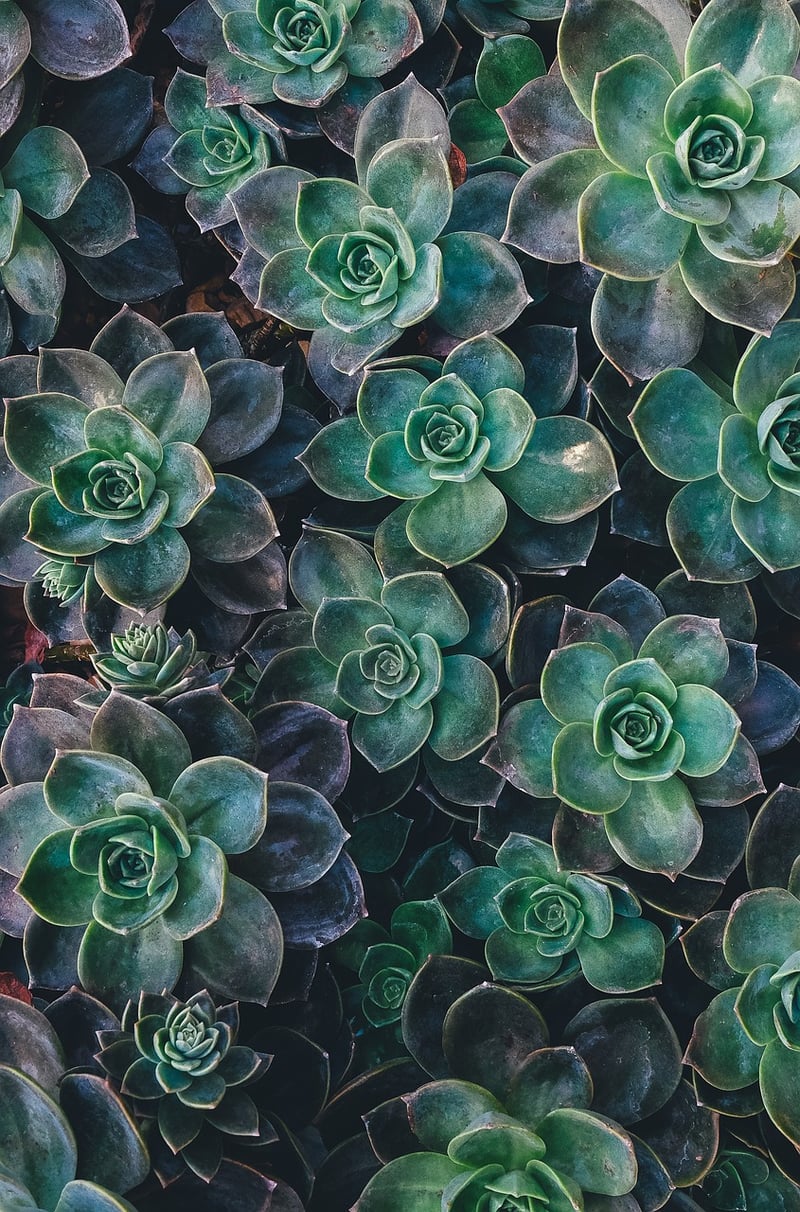Succulent Vertical Garden