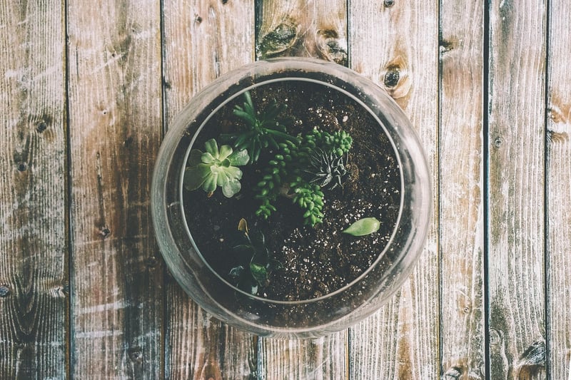 Hanging Glass Terrariums